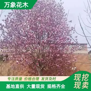 ����ľ��������԰���е�������������ľϲ���ͺ�