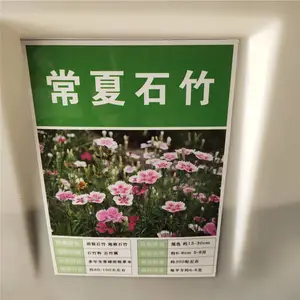优质草花种子 常夏石竹种子 价格 便宜 出芽***