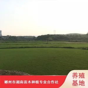 江西台湾二号草皮_绿化马尼拉草皮_耐寒冷季型草皮种植