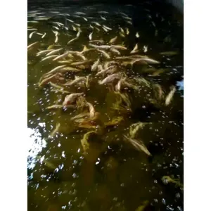 ��������ˮ����ֳ���� ������ѯ �����г�����ҵ��е��Ӧ