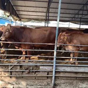 ������ţ�� ����³����ţ ���ҳ�����������Сţ�� ������ţ�糧��ֱ��