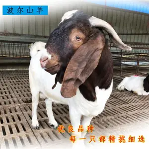 供应纯种波尔山羊种苗美国白山羊种公羊努比亚黑山羊价格