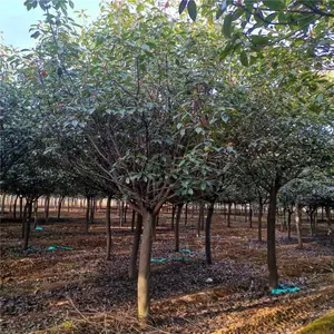红叶李一手货源-红叶李种植基地-紫叶李供应