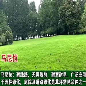 湖南长沙常青不用修剪草种企业批发柠条草种籽