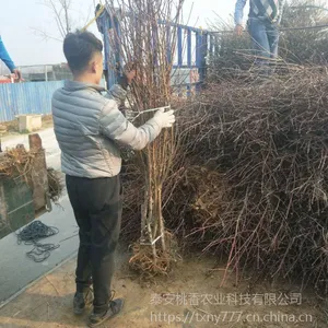 2���������磬2���������޽���۸�