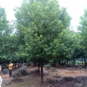 香樟价格,香樟图片,***香樟供应,香樟基地,截杆香樟,容器苗香樟