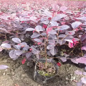 永州红花继木袋苗 红花继木耐瘠薄 喜湿耐阴常绿地被灌木