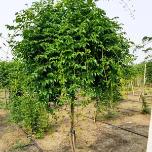 出售 大花凌霄 5公分6公分7公分8公分美 国凌霄花 基地 自己种植