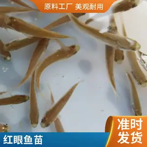众发梭鱼苗批发成活*** 生长速度快 病害少 放流 *** 放生