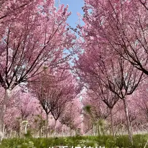 山东泰安樱花关山樱染井吉野樱阳光樱普贤象樱松月樱