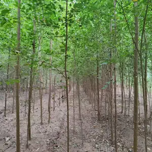 陕西宝鸡二乔苗木榆树苗种植基地装车价格,2米高榆树苗基地,榆树小苗产地报价