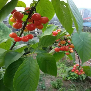 ũ��ֱ�� ˧������ ����ӣ���� ���ҹ�Ӧ ����ӣ����