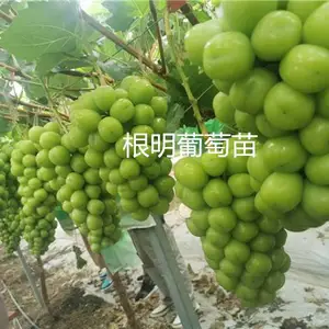 浙江金华维多利亚葡萄苗-根明葡萄合作社