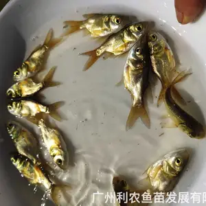 ���Ǵ�ͷ�������� �ɹǻ������� 3-4������ͷ�� ������ֳ��ֵ��