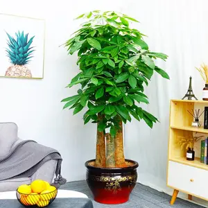 步步高发财树大型室内绿植花卉租赁,开业绿植,绿植租摆