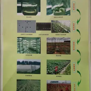 红薯苗培育,红薯苗批发,红薯苗零售