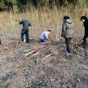 青脆李子苗、青脆李子苗价格、青脆李子苗哪里可以买到