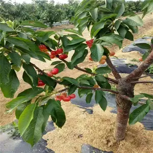 ɳ��ӣ���� ������ӣ���� ������Ϣ ˧������ �Ƽ�����