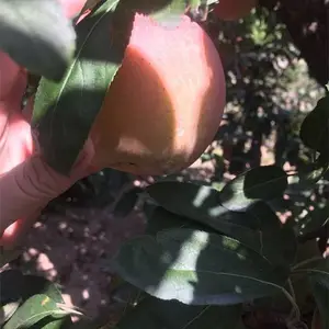 ɽ��1���ִ������ 1���������� ������ �´����� ������Ʒ�ּ۸�
