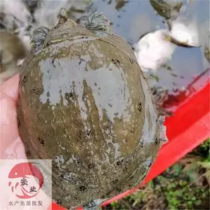 ***���糡_�糡���������_����������