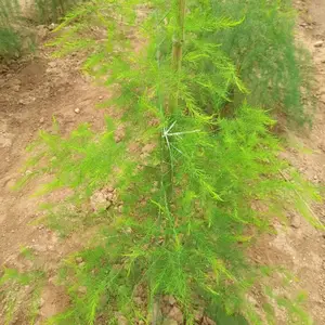 �κ���6��«�������ӽ�һ������«��������������