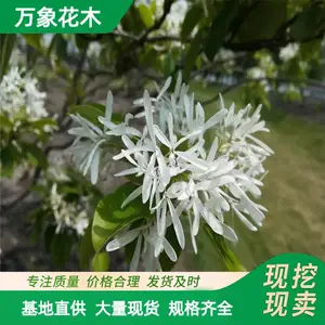 苗圃供应园林绿化 流苏树苗流苏树 存活*** 欢迎惠顾
