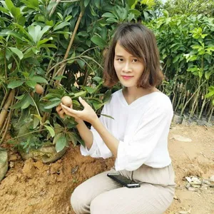 海南供应人心果苗 特甜可口好吃爽口 四季挂果 可盆栽