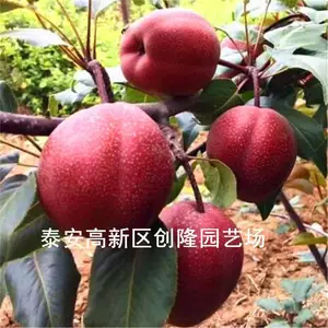 哪里有一公分嫁接梨树苗,种植红梨树苗怎么样_