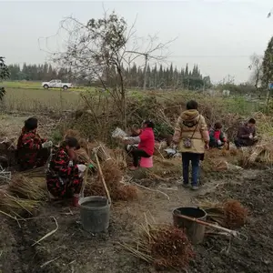 批发李子树苗,李子树苗什么价位,李子树苗冬季修枝