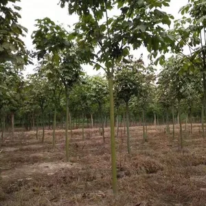苗圃基地各种规格青桐 工程绿化苗木 青皮梧桐小苗梧桐树苗