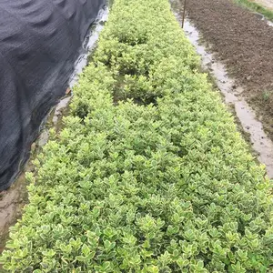 供应 金边黄杨 道路绿化带用的工程小苗木 基地批发