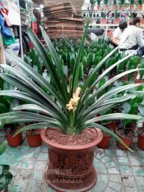 北京花卉绿植销售公司北京怡霖园林