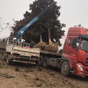 湖北广玉兰价格-荆门广玉兰树-京山价格-荆州产地