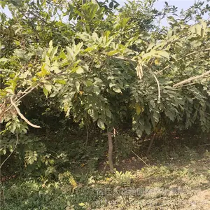 ��������ֲ��ؾ�3������������۸����Ǯһ��