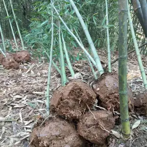 出售工程小区竹子苗四季常青户外观赏***植物盆栽青竹紫竹绿竹1到4公分