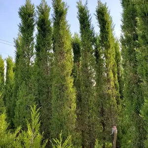 江苏沭阳蜀桧50-200公分高桧柏 塔柏 蜀桧价格