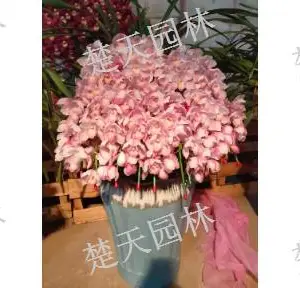 梁溪区宾馆花卉价格 欢迎咨询 江阴楚天供应