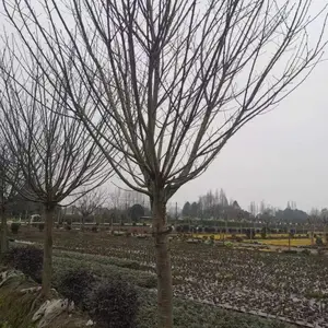 �ձ���ӣ���ػ��� ��Ӧ��ӣ���� 3-20����ӣ������ֱ��