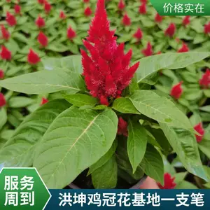 鸡冠花 种植基地 红叶一支笔花坛花境 点缀小区庭院公园种植批发 价 格