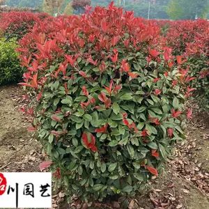 供应优质红叶石楠球 红叶石楠球价格 四川红叶石楠球基地 红叶石楠球市场报价