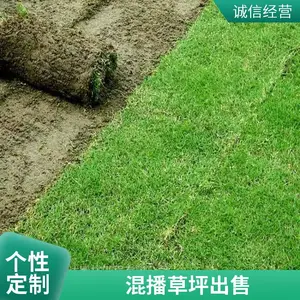 昌平室外混播草坪出售园林绿化高尔夫草坪基地