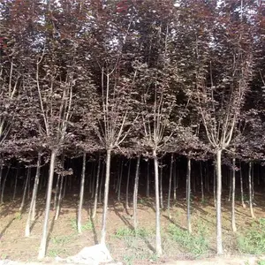 周至红叶李1-6公分大量便宜出售 量大可送货上门