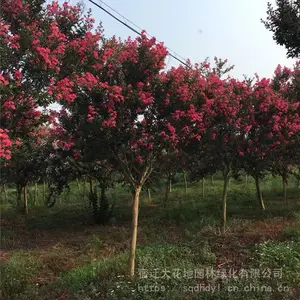 �ؾ�5������ޱ���պ�۸����Ǯһ�÷羰����ޱС�����