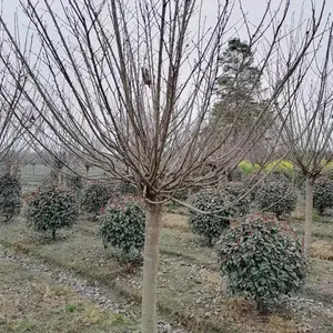 ����Ư�����ձ���ӣ ��Ʒ�� ��ӣҲ�� ���ع������