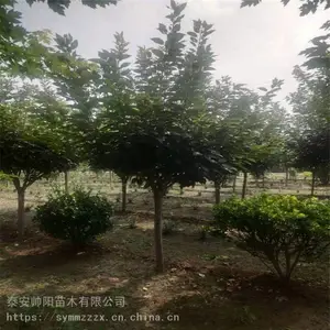 ӣ���� ��Ʒ�繤���� 20����ӣ���� �������� Ʒ��