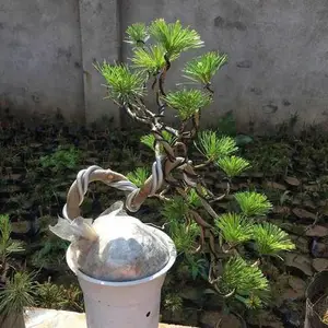 �ձ��辰 ���ɼ޽Ӷ�ͷ������С������ļ�����
