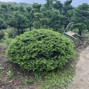 供应球生东北红豆杉,苗木基地批发,精品红豆杉