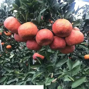 �º����̸��� �º����̹���