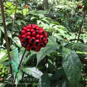 文山野生三七_中药材黑人参种苗_黑人参种子_新鲜黑人参供应基地