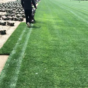 四季青草坪草皮 好打理 高尔夫球场地被草 别墅区地被栽植苗